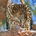 Sharp-shinned Hawk